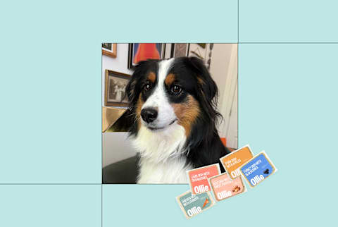 Mini aussie dog photo next to small image of ollie pet food Mini aussie dog photo next to small image of ollie pet food