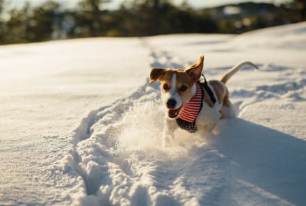 9 Gifts That Will Make Sure Your Pet Is Living Their Best Life